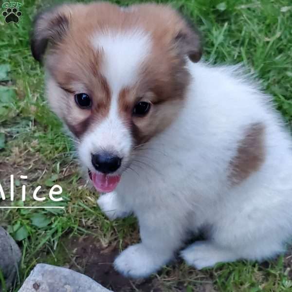 Alice, American Eskimo Mix Puppy