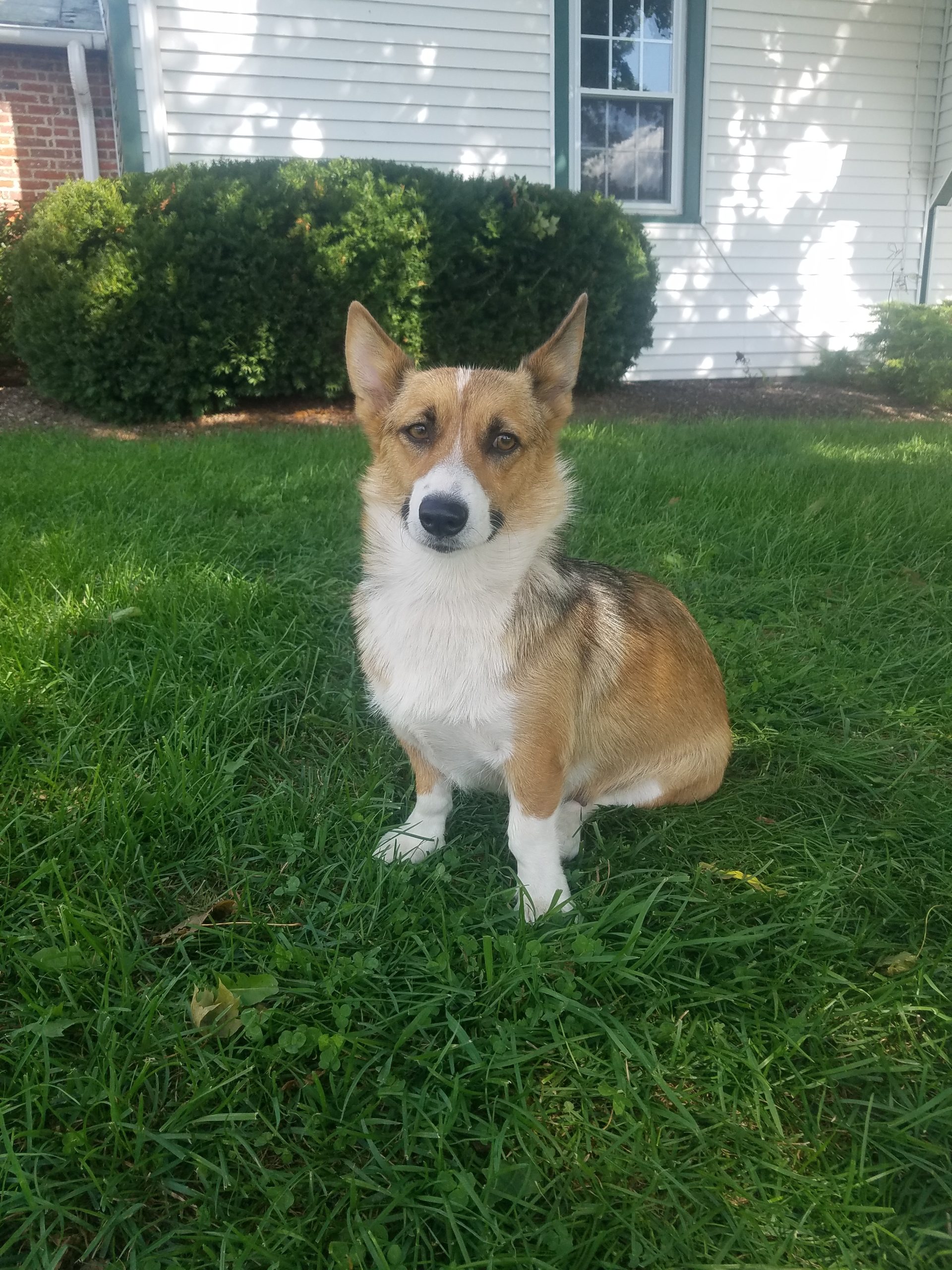 Leonard Martin Greenfield Puppies