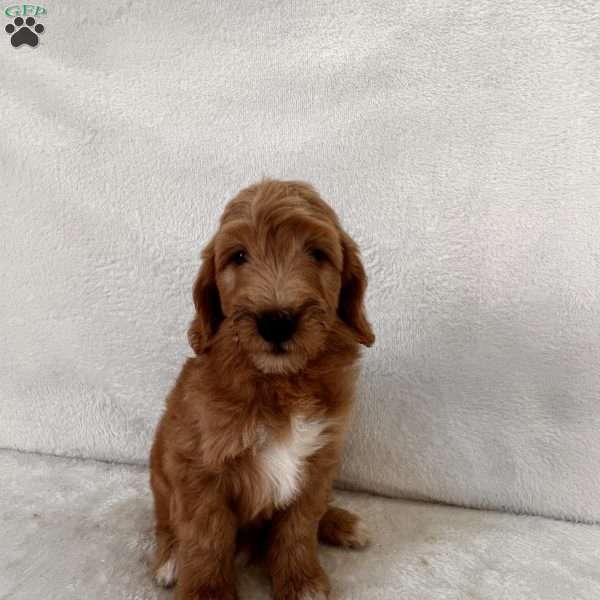 Farley, Mini Goldendoodle Puppy