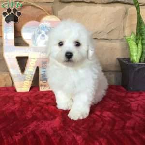 Bichon Frise Puppies For Sale | Greenfield Puppies