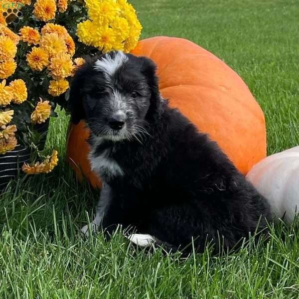 Bacardi, Shepadoodle Puppy