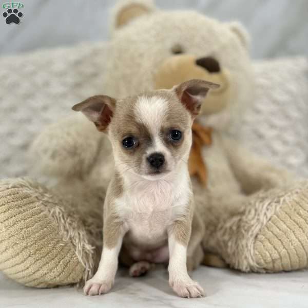 Ray, Chihuahua Puppy