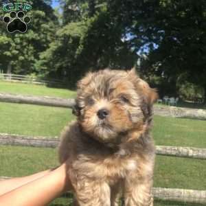 Lhasa Apso Mix Puppies For Sale | Greenfield Puppies