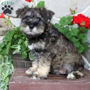 Miniature Schnauzer Puppies for Sale | Greenfield Puppies