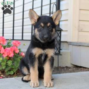 small german shepherd mix for sale