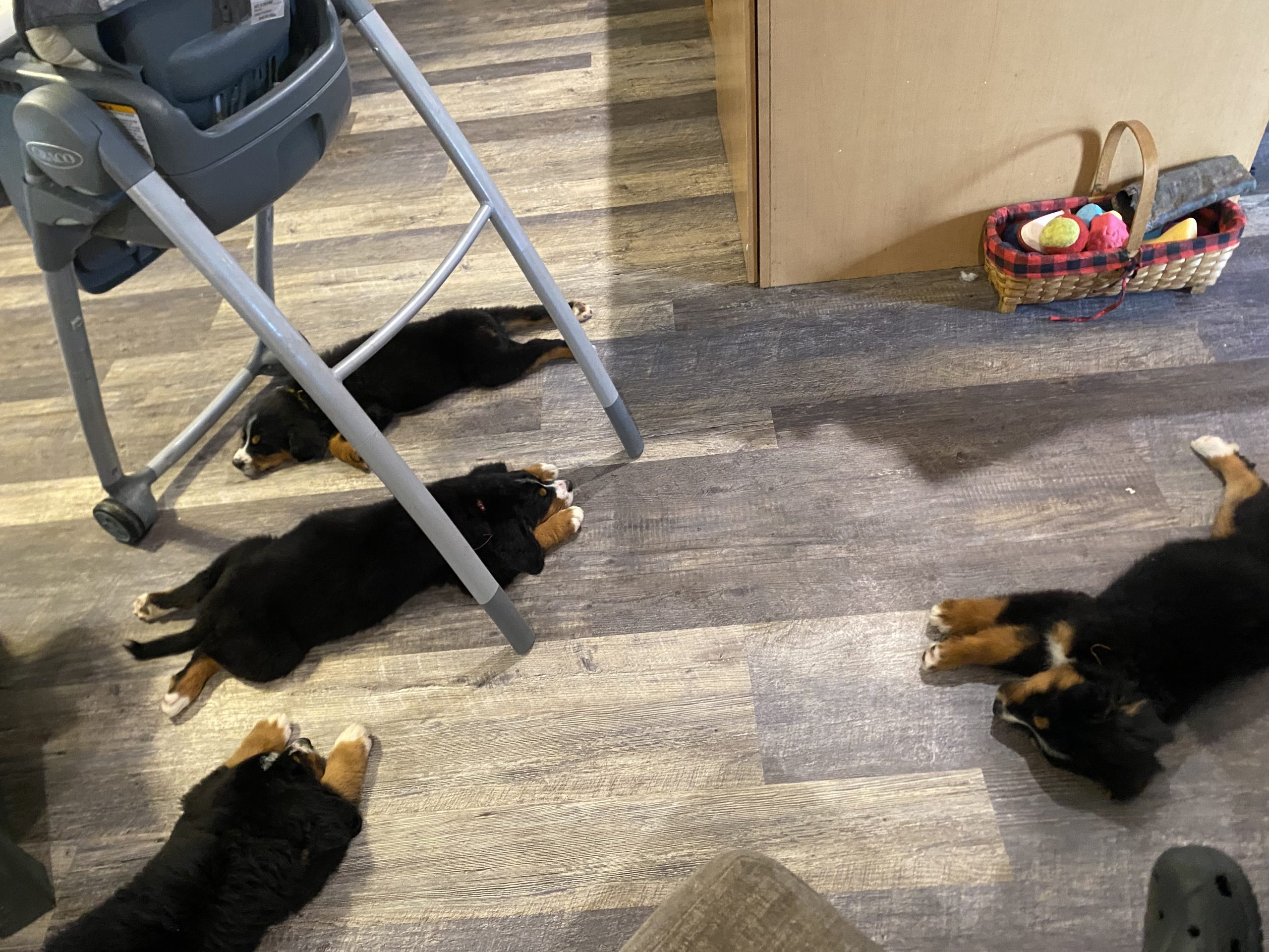 Christina Chagoya Greenfield Puppies