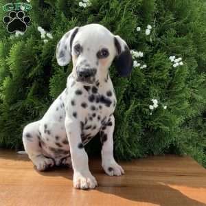 Dalmatian Puppies For Sale | Greenfield Puppies