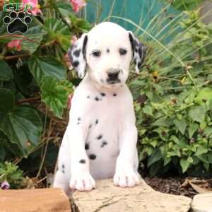 Dalmatian Puppies For Sale | Greenfield Puppies