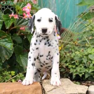 Dalmatian Puppies For Sale | Greenfield Puppies