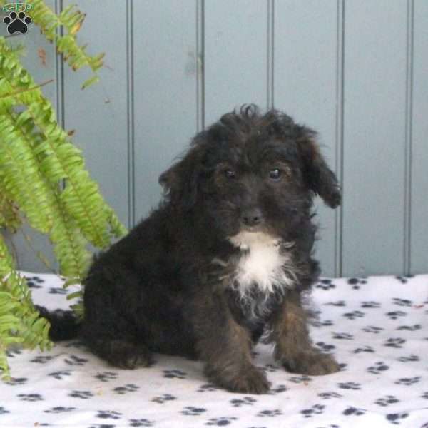 Cassie – F1B, Mini Labradoodle Puppy