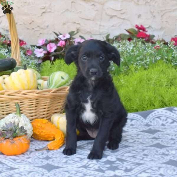 Charlotte, Fox Terrier Mix Puppy