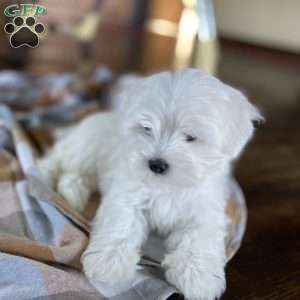 Maltese Puppies For Sale | Greenfield Puppies