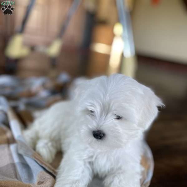 Rex, Maltese Puppy