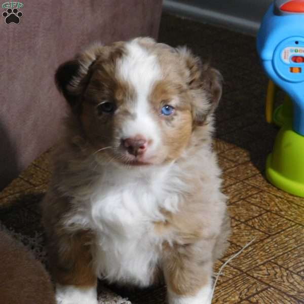 Hazel, Toy Australian Shepherd Puppy