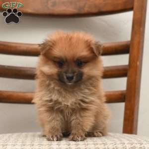 Pomeranian Puppies For Sale | Greenfield Puppies