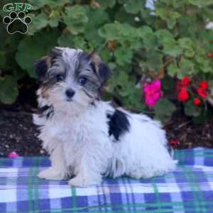 Morkie Puppies For Sale - Yorktese Puppies | Greenfield Puppies