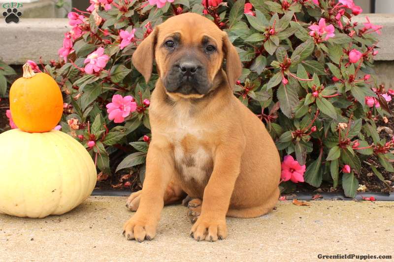 Dallas - African Boerboel Puppy For Sale in Pennsylvania