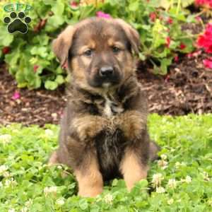 German Shepherd Mix Puppies For Sale | Greenfield Puppies