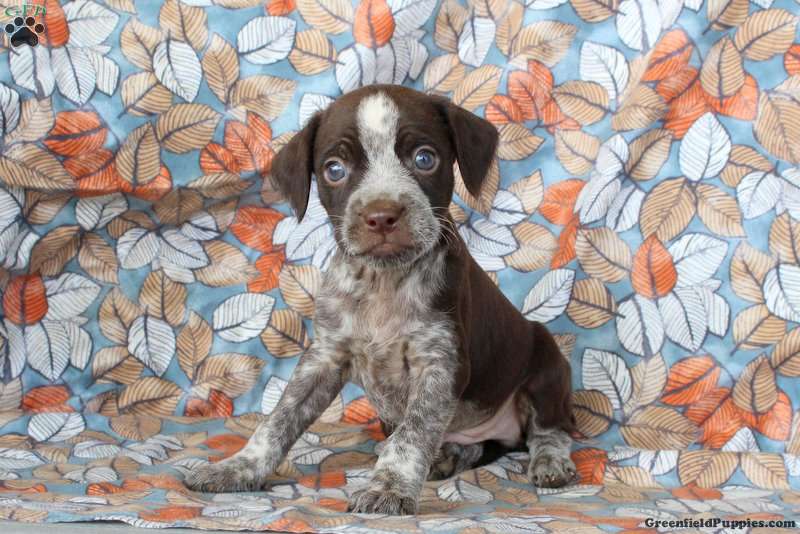 Fallon Boston Terrier Mix Puppy For Sale in Pennsylvania