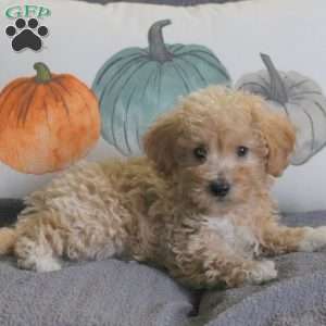 Jack-A-Poo Puppies For Sale - Greenfield Puppies