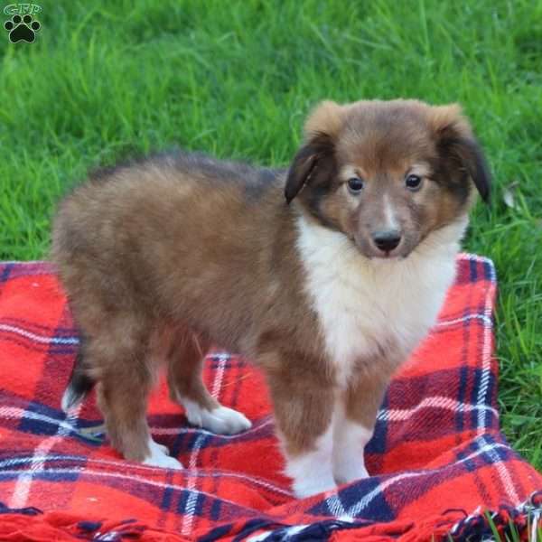 Flynn, Sheltie Puppy