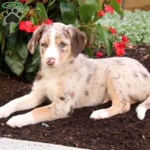 great dane australian shepherd mix