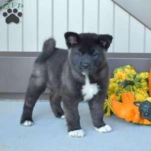 Akita Mix Puppies For Sale | Greenfield Puppies