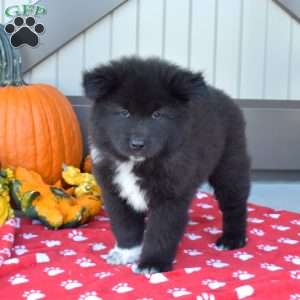 Akita Mix Puppies For Sale | Greenfield Puppies