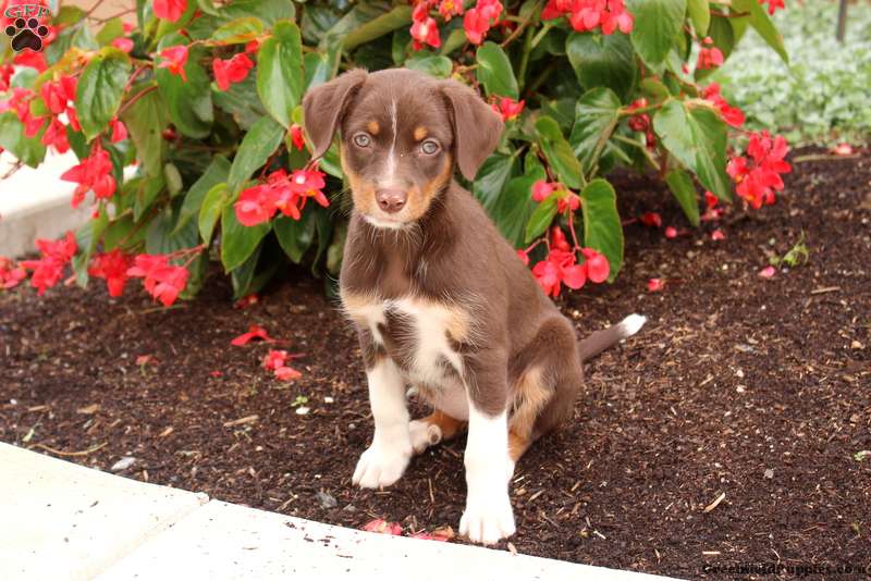 Hickory Miniature Australian Shepherd Mix Puppy For Sale in Pennsylvania