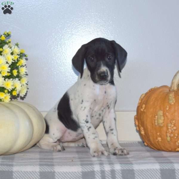 Holly, German Shorthaired Pointer Puppy