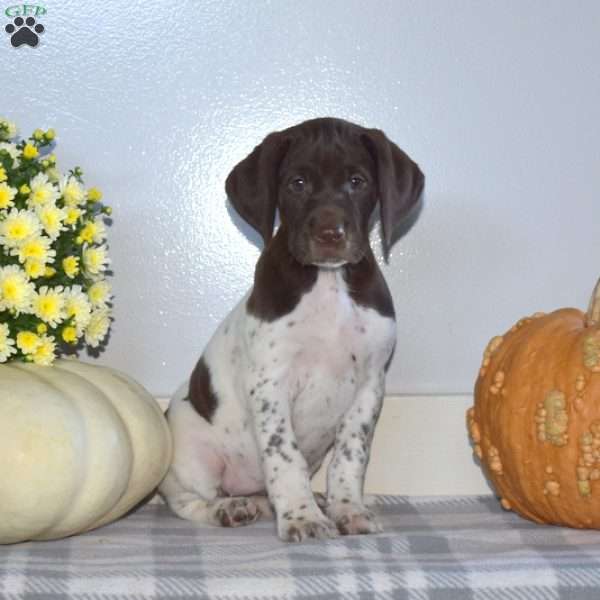 Hope, German Shorthaired Pointer Puppy