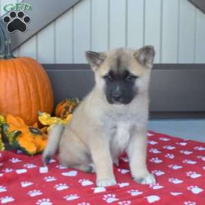 Akita Mix Puppies Milwaukee Akita Mix Puppies Sale