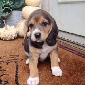 Beagle Puppies For Sale | Greenfield Puppies