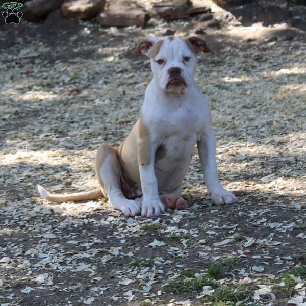 Athena, American Bulldog Puppy