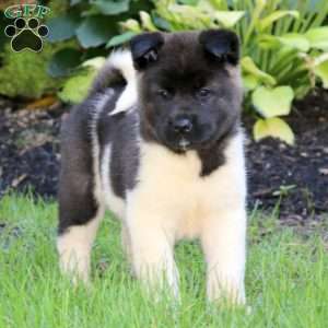 Akita Puppies for Sale | Greenfield Puppies