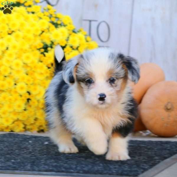Joy, Corgipoo Puppy