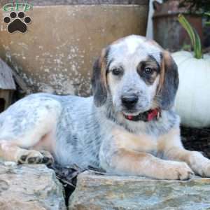 Beagle Mix Puppies For Sale | Greenfield Puppies