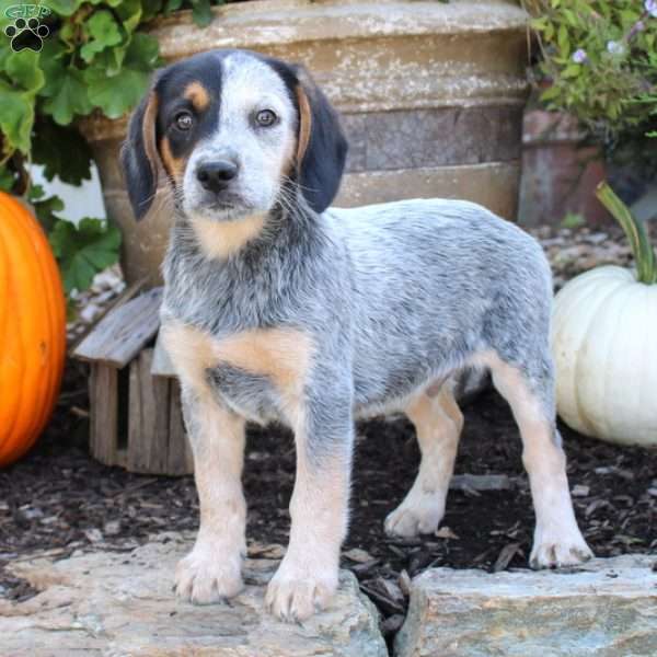 Kody, Beagle Mix Puppy