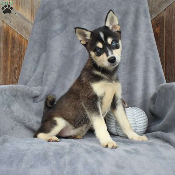 Lexi, Alaskan Klee Kai Puppy