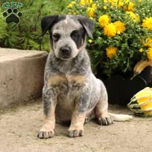 Blue Heeler Puppies For Sale - Greenfield Puppies