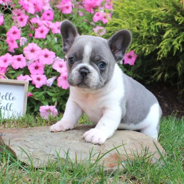 Max, French Bulldog Puppy