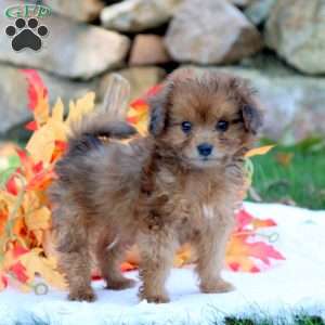 Pomapoo Puppies For Sale | Greenfield Puppies