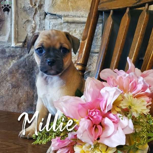 Millie, Pug Mix Puppy
