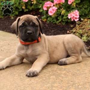 pedigree mastiff puppies for sale