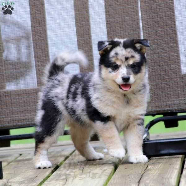Nicky, Pomeranian Mix Puppy