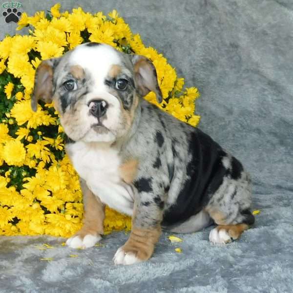 Maggie, Miniature Bulldog Puppy