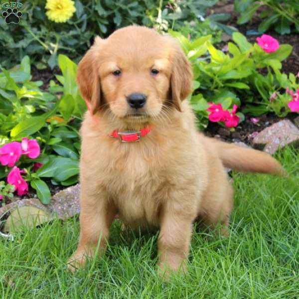 Rosie, Golden Retriever Puppy