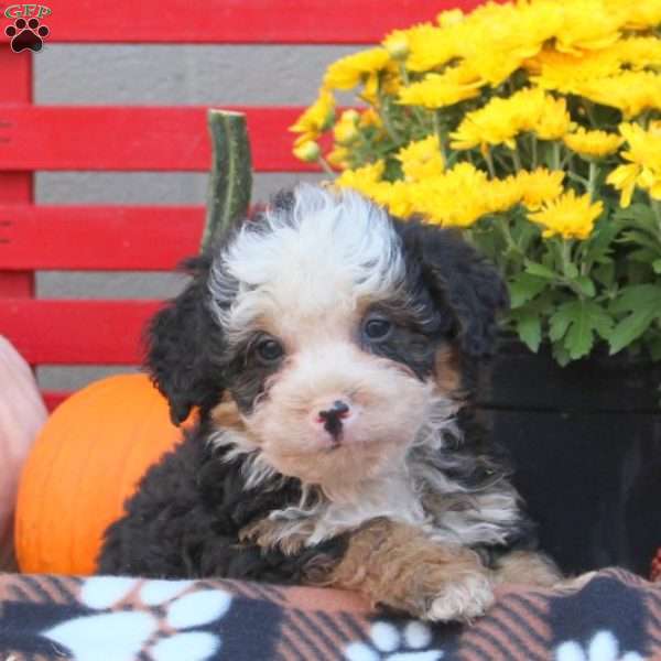 Silas, Mini Bernedoodle Puppy