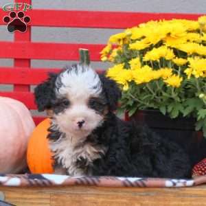 Silas, Mini Bernedoodle Puppy