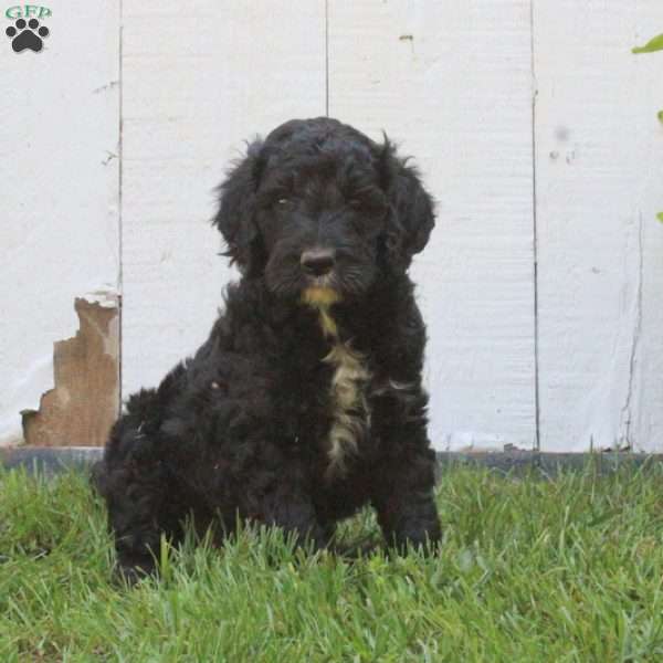 Sport - Standard Poodle Mix Puppy For Sale in Pennsylvania